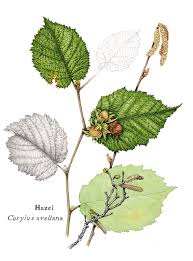 Attēlu rezultāti vaicājumam “Corylus avellana”
