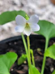 Attēlu rezultāti vaicājumam “Viola sororia flower”