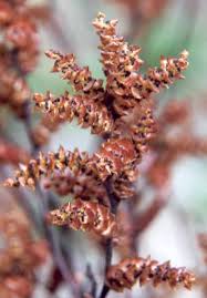 Attēlu rezultāti vaicājumam “Myrica gale fruit”