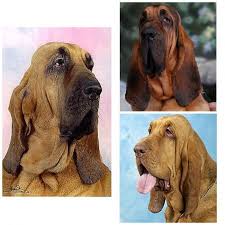 Image result for Carlisle BloodHounds