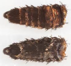 Attēlu rezultāti vaicājumam “Cauchas rufimitrella”