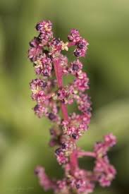 Attēlu rezultāti vaicājumam “Chenopodium polyspermum var. acutifolium”