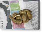 Image result for cestoda excrement dog