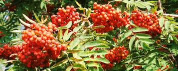 Attēlu rezultāti vaicājumam “Sorbus aucuparia fruit”