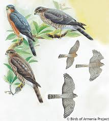 Attēlu rezultāti vaicājumam “Accipiter nisus male”
