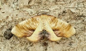 Attēlu rezultāti vaicājumam “Plagodis dolabraria”