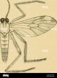 Attēlu rezultāti vaicājumam “Nematocera”