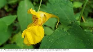 Attēlu rezultāti vaicājumam “Impatiens noli-tangere leaf”