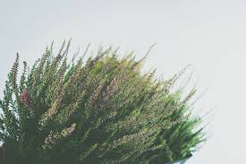 Attēlu rezultāti vaicājumam “Calluna vulgaris bud”