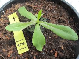 Attēlu rezultāti vaicājumam “Lactuca serriola”