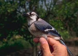 Attēlu rezultāti vaicājumam “Corvidae”