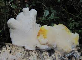 Attēlu rezultāti vaicājumam “Tyromyces chioneus”