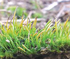 Attēlu rezultāti vaicājumam “Grimmia muehlenbeckii sporophyte”