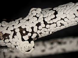 Attēlu rezultāti vaicājumam “Diderma effusum”