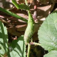 Attēlu rezultāti vaicājumam “Diastrophus rubi”