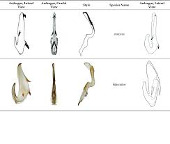 Attēlu rezultāti vaicājumam “Planaphrodes sp.”