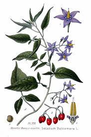 Attēlu rezultāti vaicājumam “Solanum dulcamara”