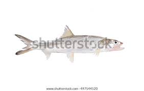 Image result for Elops saurus