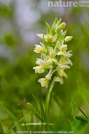 Attēlu rezultāti vaicājumam “Dactylorhiza”