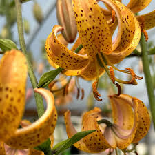 Attēlu rezultāti vaicājumam “Lilium martagon flower”