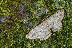 Attēlu rezultāti vaicājumam “Hypomecis punctinalis”