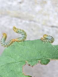 Attēlu rezultāti vaicājumam “Pristiphora maesta larva”