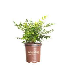 Image result for haaga tehron