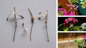 Attēlu rezultāti vaicājumam “Geranium sylvaticum bud”