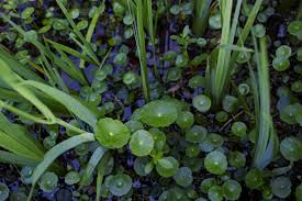 Attēlu rezultāti vaicājumam “Hydrocotyle vulgaris”