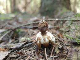 Attēlu rezultāti vaicājumam “Geastrum quadrifidum”