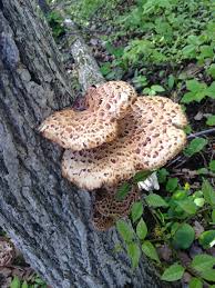 Attēlu rezultāti vaicājumam “Polyporus squamosus”