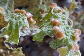 Attēlu rezultāti vaicājumam “Plectocarpon lichenum”