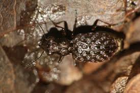 Attēlu rezultāti vaicājumam “Elaphrus cupreus”