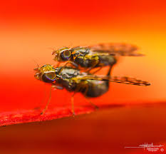 Attēlu rezultāti vaicājumam “Dianema nivale macro”