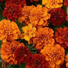Image result for Tagetes patula