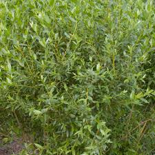 Attēlu rezultāti vaicājumam “Salix x doniana”