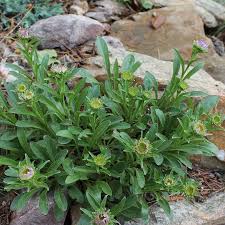Image result for Aster alpinus