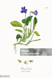 Attēlu rezultāti vaicājumam “Viola hirta”