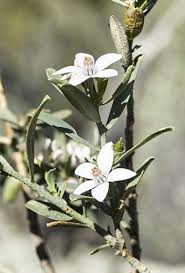 Attēlu rezultāti vaicājumam “Philonotis marchica sporophyte”