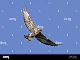 Attēlu rezultāti vaicājumam “Buteo lagopus adult”