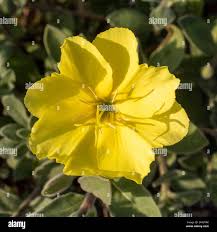 Attēlu rezultāti vaicājumam “Onagraceae”