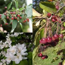 Attēlu rezultāti vaicājumam “Malus mandshurica fruit”