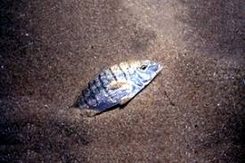 Image result for Lithognathus lithognathus