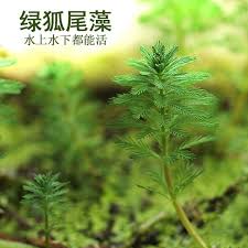 「粉綠狐尾藻」的圖片搜尋結果