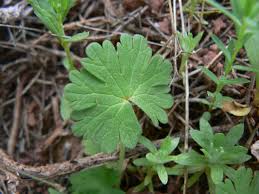Attēlu rezultāti vaicājumam “Geranium molle”