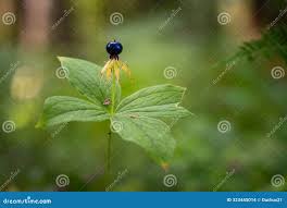 Attēlu rezultāti vaicājumam “Paris quadrifolia fruit”