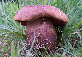 Attēlu rezultāti vaicājumam “Boletus luridus”