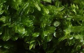 Attēlu rezultāti vaicājumam “Barbilophozia attenuata”