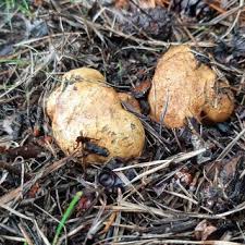 Attēlu rezultāti vaicājumam “Rhizopogon luteolus”