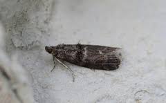 Attēlu rezultāti vaicājumam “Ortholepis betulae”